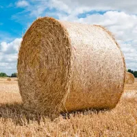 یونجه پرس شده