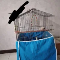 قفس پرنده