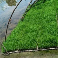 تره توم هاشمی