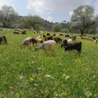 فروشی کهره وتیشتر ماده