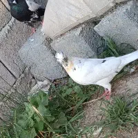 کفتر یا کبوتر