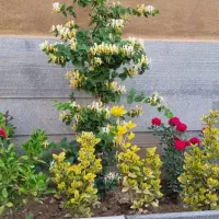 رهن-و-اجاره-حیاط-مسکونی-دربست-حاج-جبار-نائب