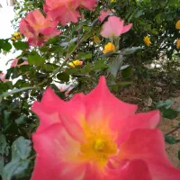 سیم‌کارت 09168688898