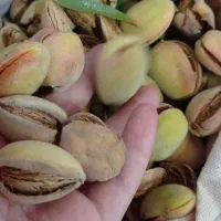 بادام درختی