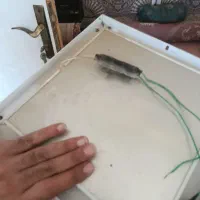 لامپ