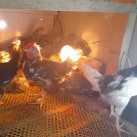 فروش خروس گلین لری پرخال زیبا