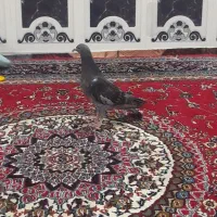 جوجه کبوتر سبر مگس