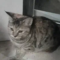گربه گمشده