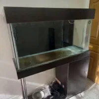 اکواریم