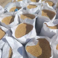گندم پیشگام  بذری