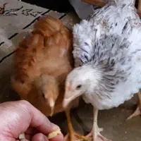 دو عدد جوجه ی رسمی پنج ماهه