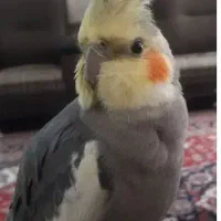 عروس هلندی گمشده.گم شده