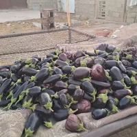 فروش بادمجان محلی
