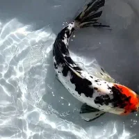 ماهی کوی نژاد سانکه چرم