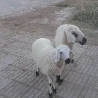 میش بره