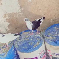 معامله و فروش کبوتر