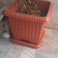 گلدان بزرگ خیلی ارزون