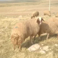 قوچ ورن|حیوانات مزرعه|زاگرس, |دیوار