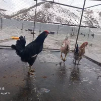 تخم نطفه دارگلین