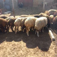 گوسفند میش ۲۰عده شک و میش آبستن مالچه