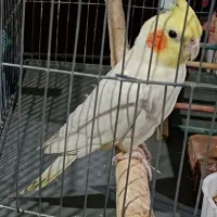 عروس هلندی گم شده محدوده پارک صخره ای