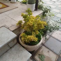گلدان|گل و گیاه طبیعی|نیشابور, هفده شهریور|دیوار