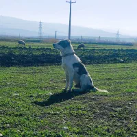 سگ گله|سگ|گالیکش, |دیوار
