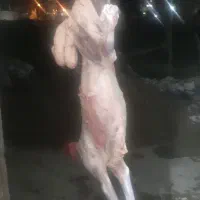 یکراس ب ره نر  گوسفپند