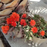 سلام تبادل گل و گیاه