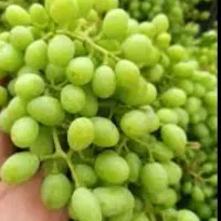 غوره عالی ومرغوب
