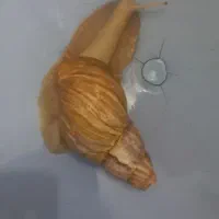 حلزون ماده