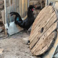 خروس فول مشکی