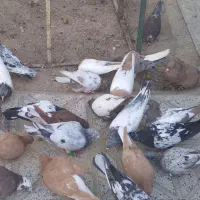 کبوتر رنگه وپرشی