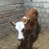 فروش گاو و گوساله