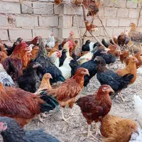 جوجه مرغ واکسن خورده