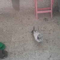 جوجه کبوتر مقلوف