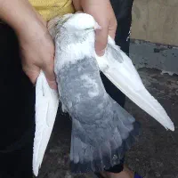 کبوتر رنگی