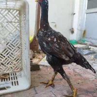 چند مرغ لاری آس