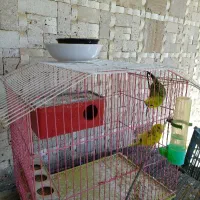 فروش دوعدد مرغ عشق