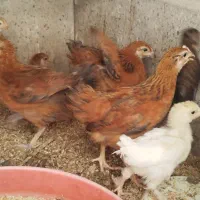 تعدادی جوجه مرغ گلین ، محلی اصل و برهما لایت