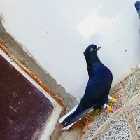 زیل دومسفید نر پرشی ماده جفتی