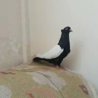 کفتر پرشی سینه سیاه کله سبز ابلغ یهودی ساده افشون