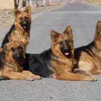 سگ ژرمن اصلیل