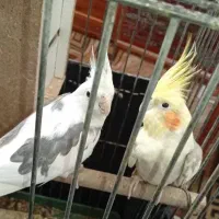 فروش پرنده  در خاش