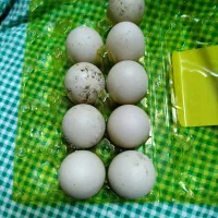 تخم غاز روسی با کیفیت