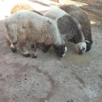 بره نر بختیاری