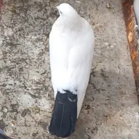 کفتر
