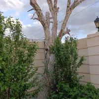 درخت خشک|گل و گیاه طبیعی|صفادشت, |دیوار