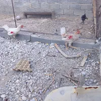خروس