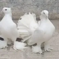 کبوتر دم چتری پاپر سینه لرزون 3جفت